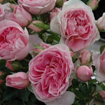 Rosal GeneRosa Delia