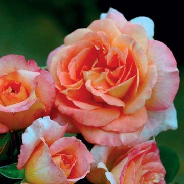 Rosal GeneRosa Fiona Gelin