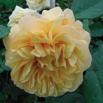Rosal Fragrant old yellow