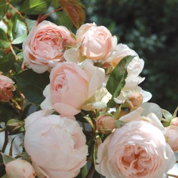 Rosal GeneRosa Chantal Thomass