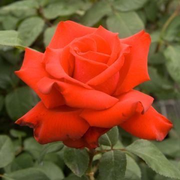 Rosal Grande Amore