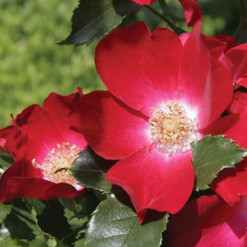 Rosal Dortmund - Rosal trepador