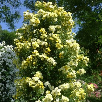 Rosal Golden Age - Rosal trepador