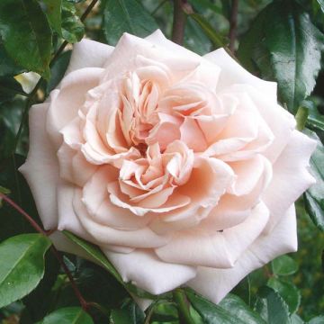 Rosal Penny Lane - Rosal trepador