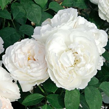 Rosal Waltz - Rosal trepador