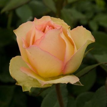 Rosal Jalitah