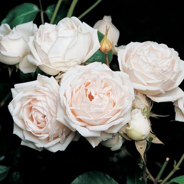 Rosal GeneRosa Martine Guillot