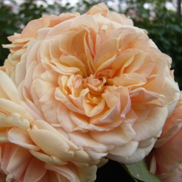Rosal GeneRosa Morabito