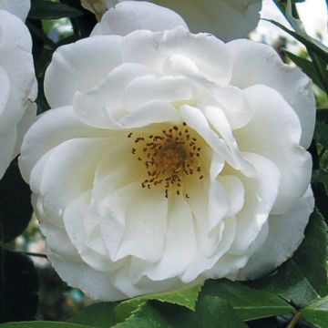 Rosal Princesse de Galles