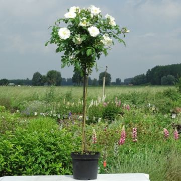 Rosal Decorosier Opalia noaschnee (Rosal de pie alto)