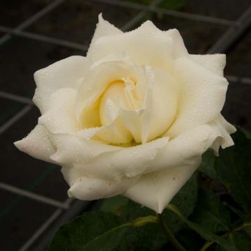 Rosal White Symphony