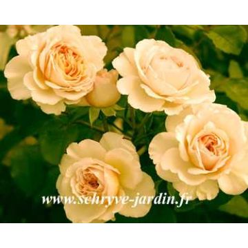 Rosal Diamond Jubilee - Rosal Amarillo claro