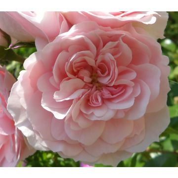 Rosal Bonica