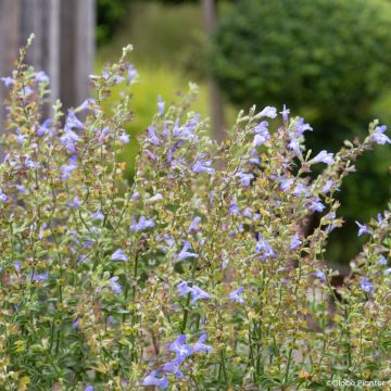 Salvia splendens Heat Hero Blue - Banderilla