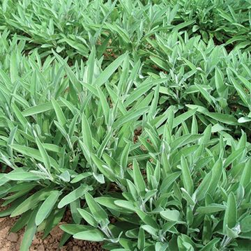 Salvia real Ceres