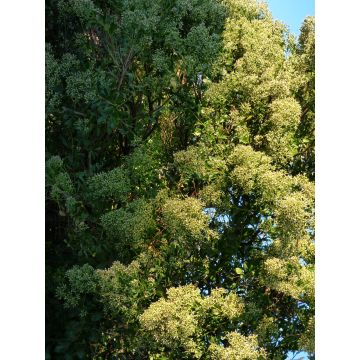 Baccharis halimifolia Baccador - Carqueja