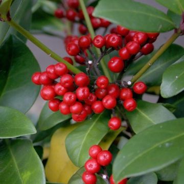 Skimmia japonica Veitchii - Esquimia