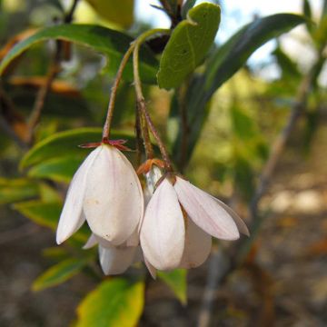 Sollya heterophylla Alba azul