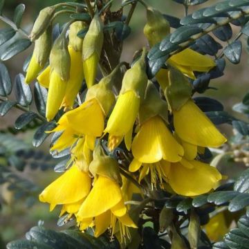 Sophora microphylla Sun King - Sófora