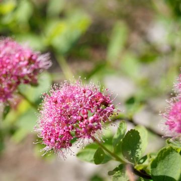 Espirea densiflora
