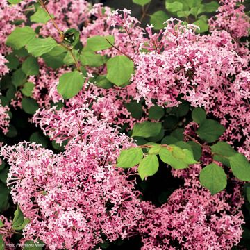 Lila Red Pixie - Syringa microphylla