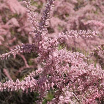 Tamarix parviflora - Tamarisco