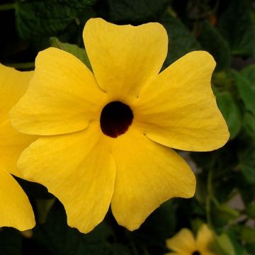 Thunbergia alata - Susana de los ojos negros