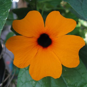 Suzanne de ojos negros naranja - Thunbergia alata