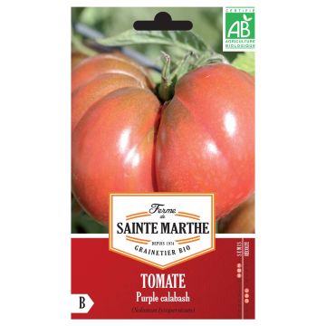 Tomate Purple Calabash