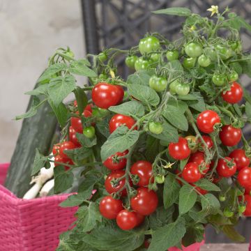 Tomate cherri Sturdy Jo F1