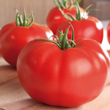 Tomate Supersteak F1