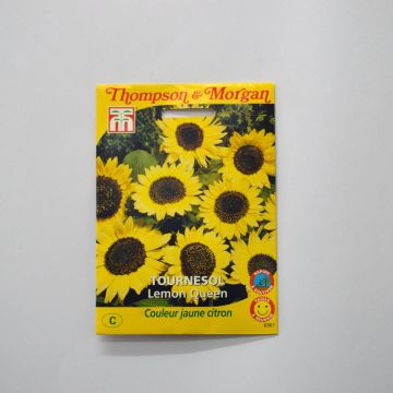 Girasol Lemon Queen