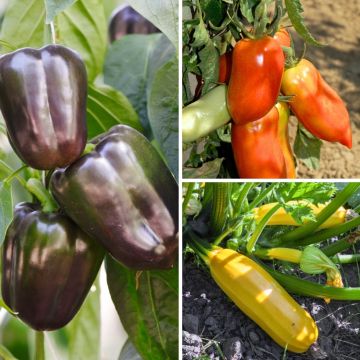 Trío terraza productivo con tomate, calabacín y pimienta