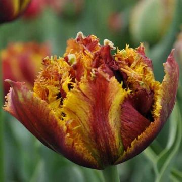 Tulipán dentado Bastia