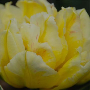 Tulipán doble de flor temprana Monte Beau