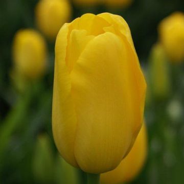 Tulipán simple de flor tardía Roi du Midi
