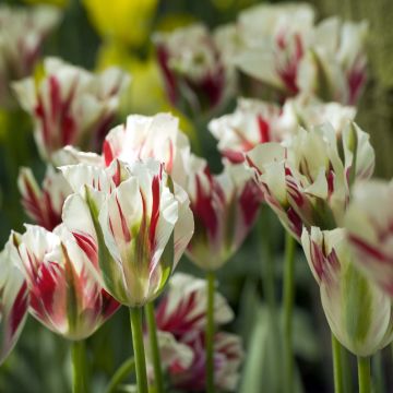 Tulipán Viridiflora Flaming Spring Green