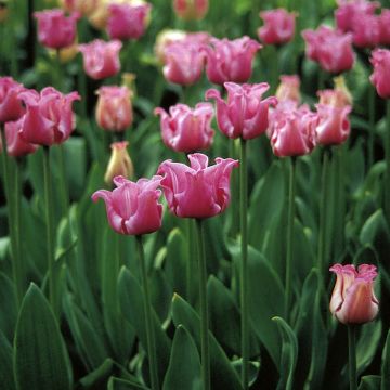 Tulipán Coronet Picture