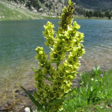 Veratrum album - Ballestera