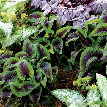 Viola koreana Heartthrob - Violeta