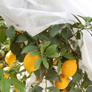 Velo de hibernación blanco 90g/m² para invierno extremo