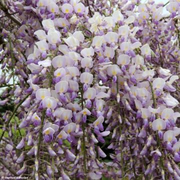Wisteria venusta Grande Diva Maria - Glicina japonesa