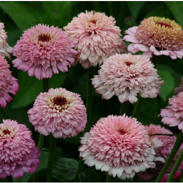 Zinnia Zinderella Lilac (semillas)