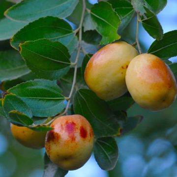 Azufaifo - Ziziphus jujuba