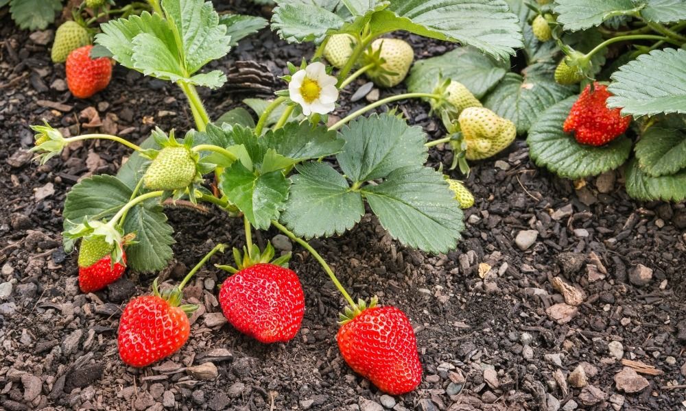 ¡PIDE TUS PLANTAS DE FRESAS PARA DISFRUTAR DE DELICIOSAS COSECHAS AÑO TRAS AÑO!