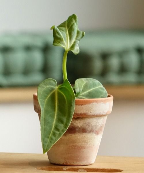 Todas nuestras plantas de interior en formato mini