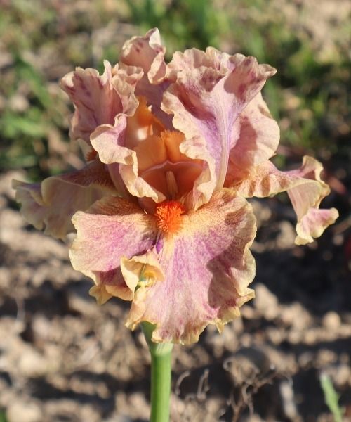 Novedades IRIS GERMANICA