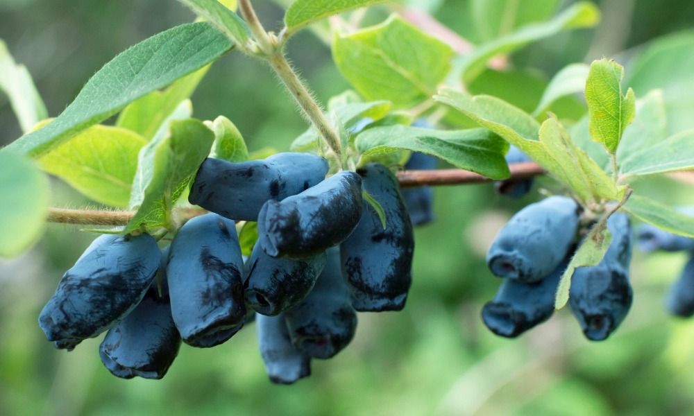 Pide tus frutas del bosque favoritas para disfrutar de sus deliciosas bayas a partir del año que viene