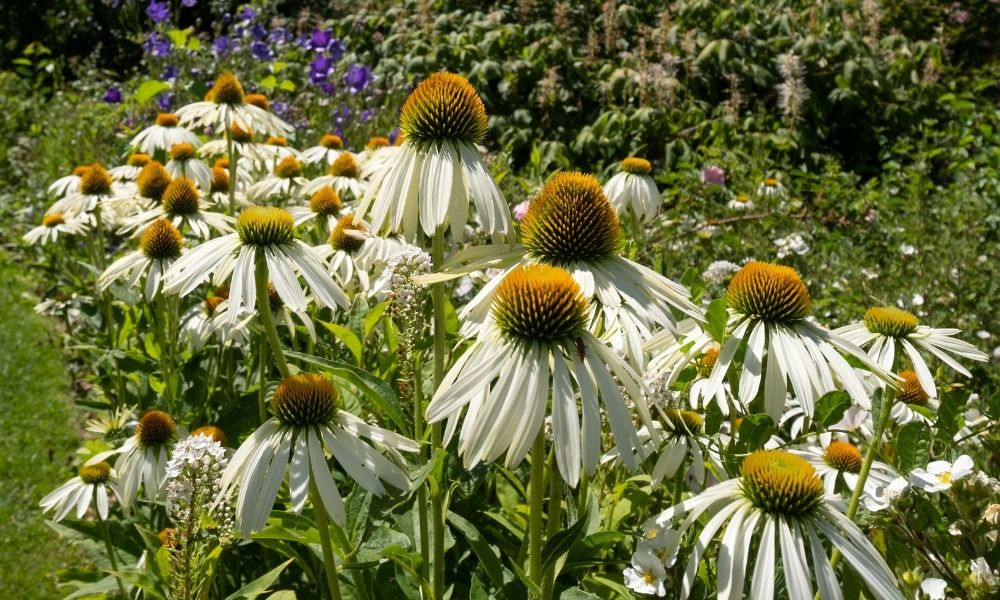 ¡Descubre las mejores plantas resistentes a la sequía!