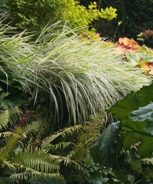 ¡Hasta un 30 % de descuento en una selección de plantas!